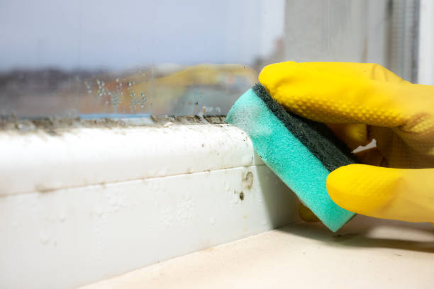 Attic Mold Removal in Carthage, IL