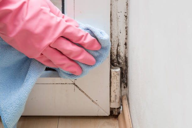 Best Commercial Mold Removal  in Carthage, IL