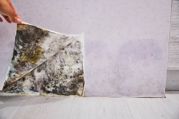 Best Best Mold Removal Companies  in Carthage, IL